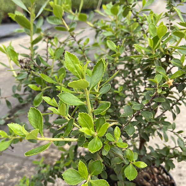 Escallonia ruba Macrantha