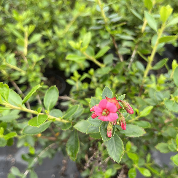 Escallonia ruba Macrantha