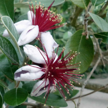 Feijoa sellowiana