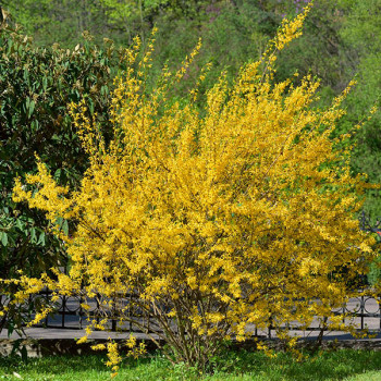 Forsythia Lynwood Pot 2 L