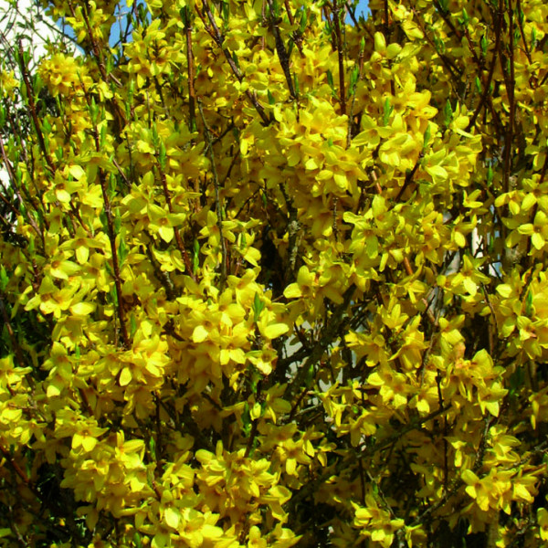 Forsythia Lynwood Pot 2 L