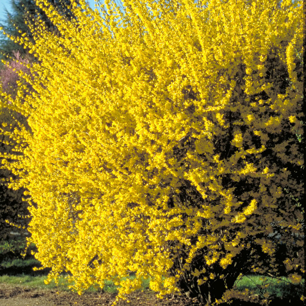 Forsythia Lynwood Pot 2 L