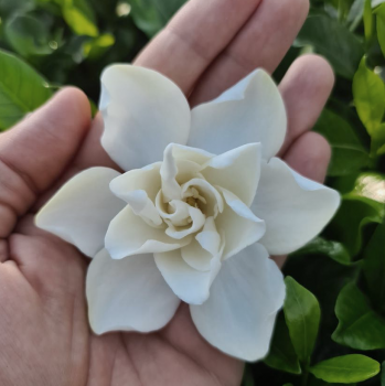 Miniature slider - Gardenia jasminoides Double Diamonds