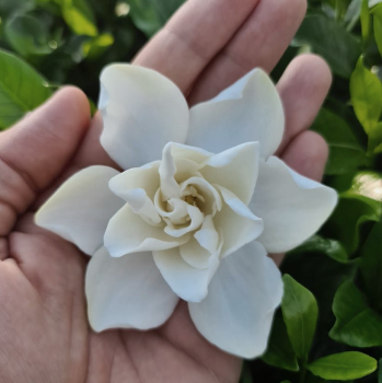 Gardenia jasminoides Double Diamonds