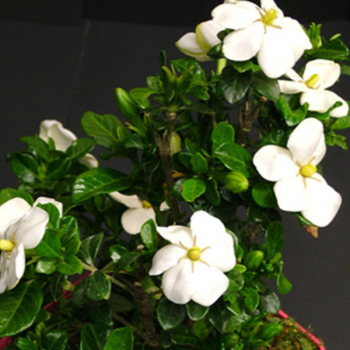 Gardenia jasminoides Kleim´s Hardy