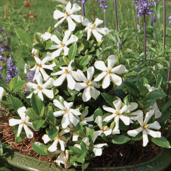 Gardenia jasminoides Pinwheel