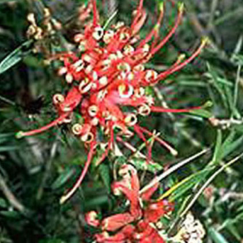 Grevillea juniperina