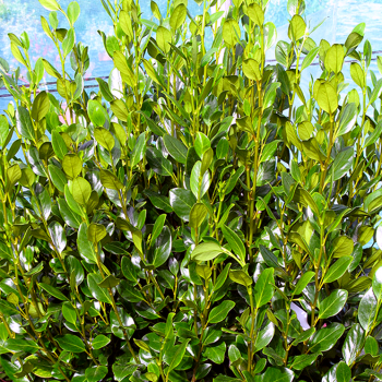 Griselinia littoralis Green Horizon - Image 1
