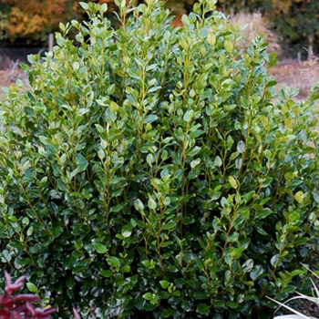 Miniature slider - Griselinia littoralis Green Horizon