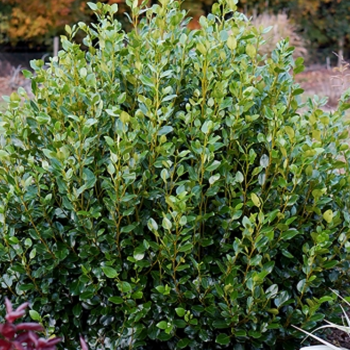 Griselinia littoralis Green Horizon