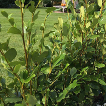 Griselinia littoralis Redge