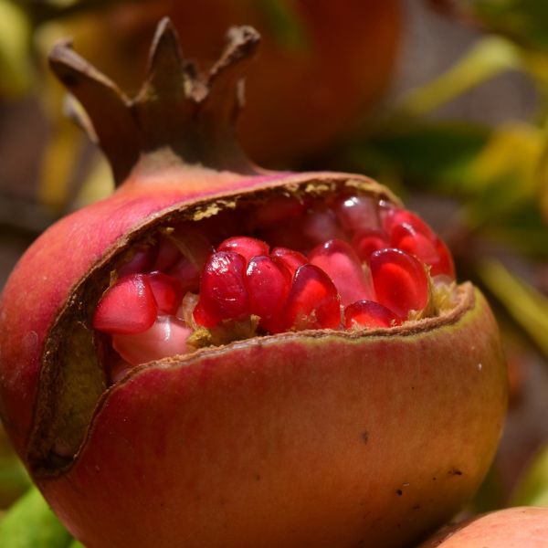 Grenadier à fruits - Punica granatum Malisi