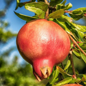 Grenadier à fruits - Punica granatum Malisi