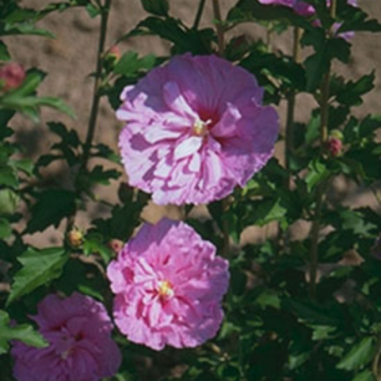 Hibiscus syriacus Lavender Chiffon