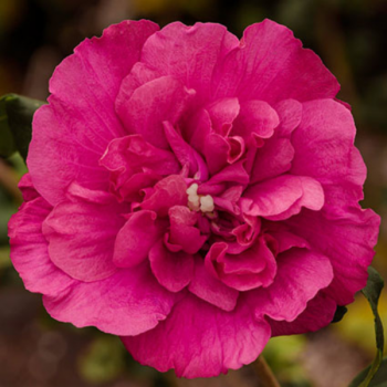 Hibiscus syriacus Magenta Chiffon