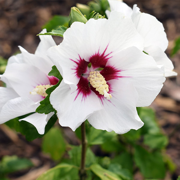 Hibiscus syriacus Red Heart
