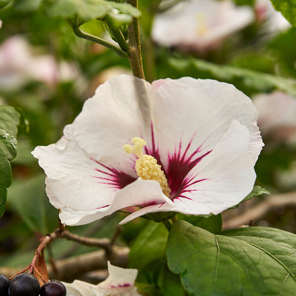 Hibiscus syriacus Red Heart