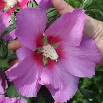 Hibiscus syriacus Walberton´s® Rose Moon