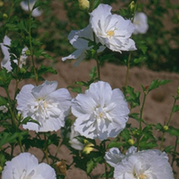 Hibiscus syriacus White Chiffon