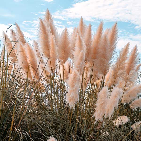 Herbe de la Pampa Cortaderia selloana Blanc