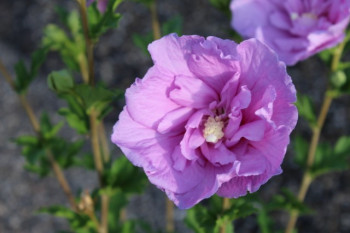 Miniature #1 slider - Hibiscus syriacus Lavender Chiffon