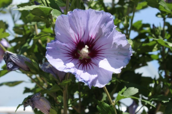 Hibiscus syriacus Oiseau Bleu - Image 1