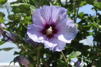 Miniature #1 slider - Hibiscus syriacus Oiseau Bleu