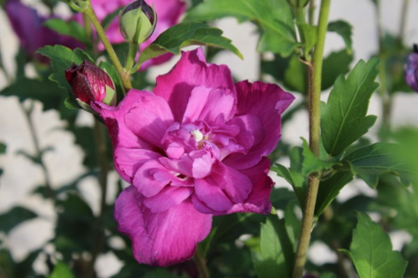 Hibiscus syriacus Purple Ruffles - Image 1