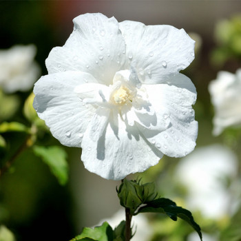 Hibiscus syriacus White Chiffon