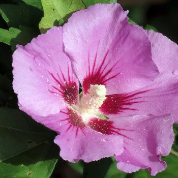 Hibiscus syriacus Woodbridge