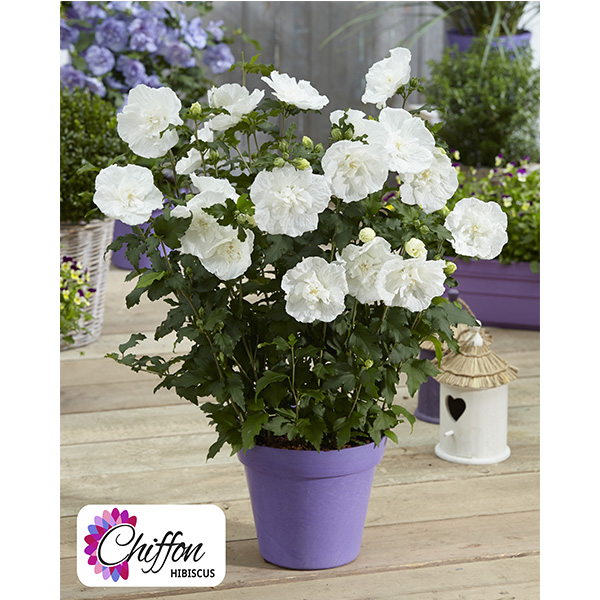 Hibiscus syriacus White Chiffon