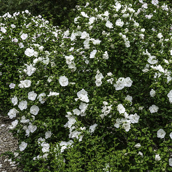 Hibiscus syriacus White Chiffon