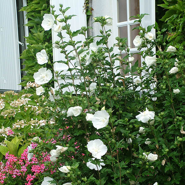 Hibiscus syriacus White Chiffon