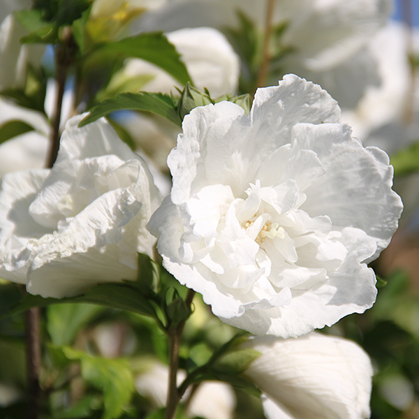 Hibiscus syriacus White Chiffon