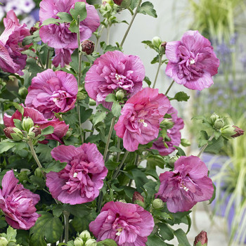 Hibiscus syriacus Magenta Chiffon