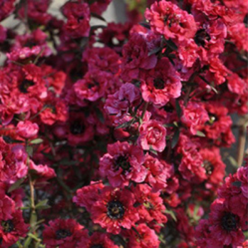 Arbre à thé - Leptospermum scoparium Red Damask