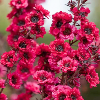 Arbre à thé - Leptospermum scoparium Winter Cheer