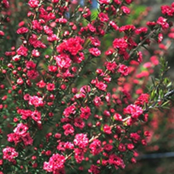 Arbre à thé - Leptospermum scoparium Winter Cheer