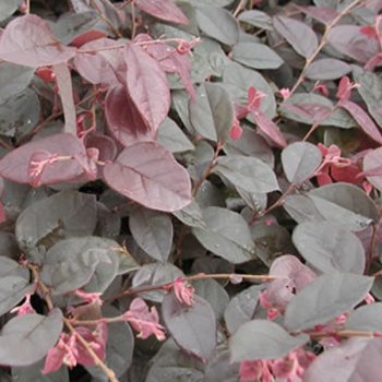 Loropetalum chinense