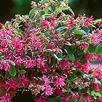 Loropetalum chinense Blush