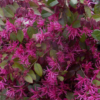 Loropetalum Fire Dance