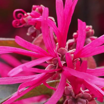 Loropetalum chinense Pipa´s Red