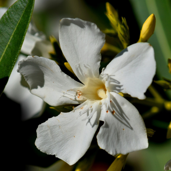 Laurier Rose Soeur Agnès