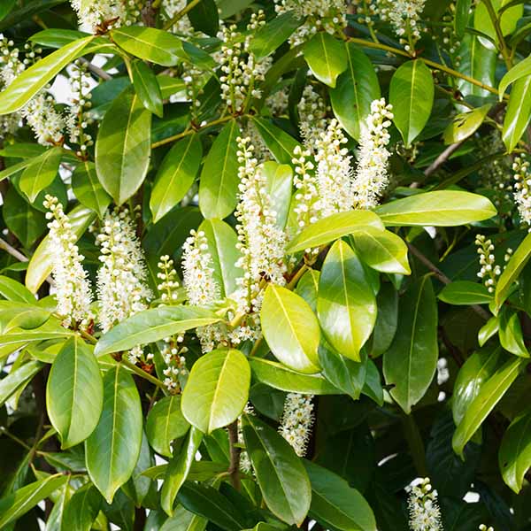 Laurier cerise - Prunus laurocerasus Caucasica Darts