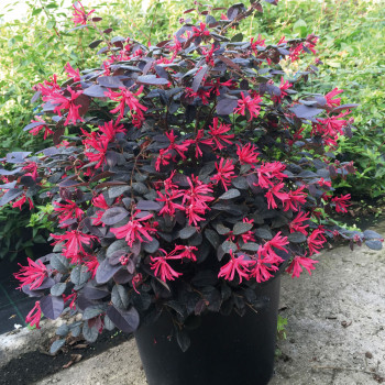 Loropetalum chinense Black Pearl