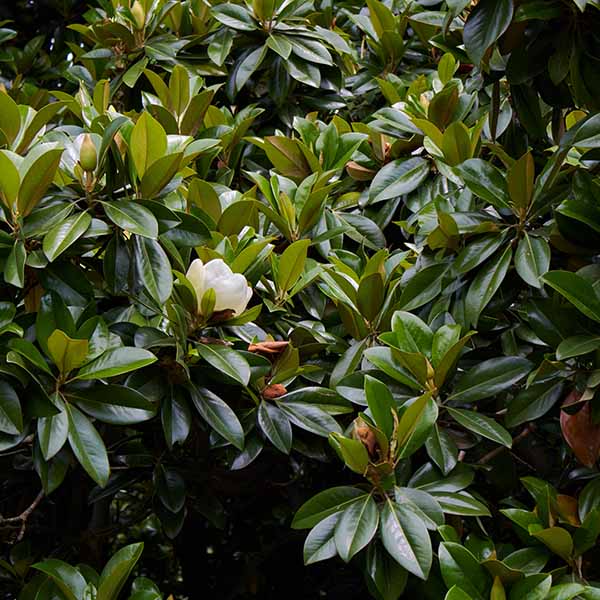 Magnolia grandiflora Galissoniere
