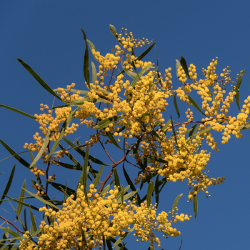 Mimosa des 4 saisons - Acacia retinodes - Image 1