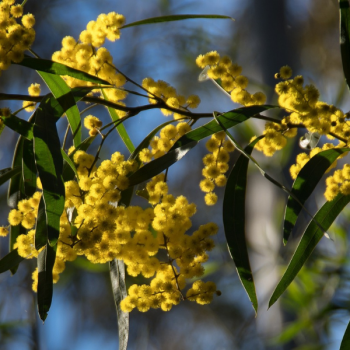 Mimosa des 4 saisons - Acacia retinodes - Image 2