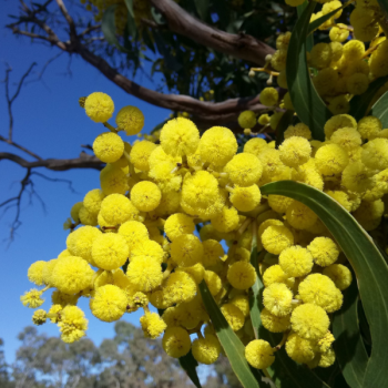 Mimosa des 4 saisons - Acacia retinodes