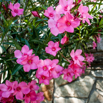 Miniature slider - Laurier Rose Maurin des Maures